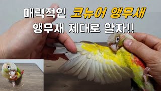 앵무새 코뉴어 소개(앵무새 분양), 신체구조 특징소개