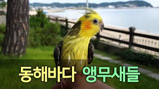 [앵무파파] 동해바다에서 여름휴가중인 앵무새가족, 파인…