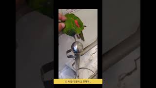 한스마카우 사랑이!!확대하면 자막있음ㅎ