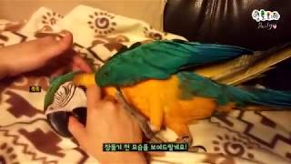 태어난지 3개월 된 앵무새의 애교ㅋㅋ