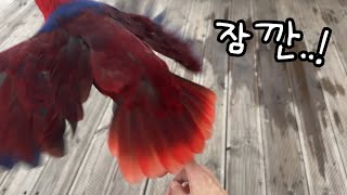 [지구젤리/일상] 아직 리드줄 안했는데 앵무새가 날아갔어요..