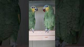 목도리 수컷 날개에 힘들어 가 있는거 보이실까요? 오늘…