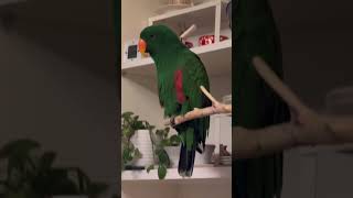 앵무새~ 아고이쁘다^^ #parrot