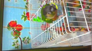 &#39;돌아&#39; 하는 코뉴어앵무