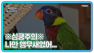 ※심쿵주의※ 나만 고양이 없어…나만 앵무새 없어…