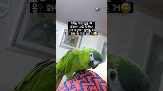 자고 싶을 때 코잘까? 말하는 앵무새 한스마카우 두루 #앵무새 #말하는앵무새 #반려동물
