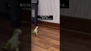 [짹콩이] 뒤뚱뒤뚱 우리집 아기공룡 #짹콩이 #퀘이커 #앵무새