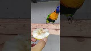 매장CCV 기록 보니까24시간 품다가 16시30분에 나와서 먹이 먹고 목욕 하고 깃털 말리고16시46분에 산란 항아리로 들어 가네요