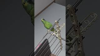 아마존앵무새 말하고 놀아주기