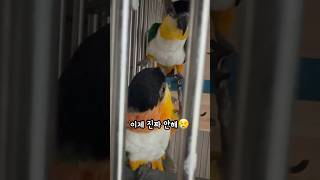 오늘은 언니한테 혼났다 #shorts #parrot #…