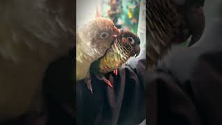 two cute little guys#funny #cute #parrot #birds #pets #conure