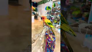 앵무새 카페에 있는 여러 앵무새들♡