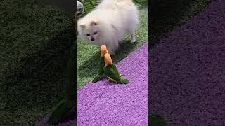 카이큐 앵무새! 퐁력! 퐁력! 한번 뜨까? 어쭈구리 눈…