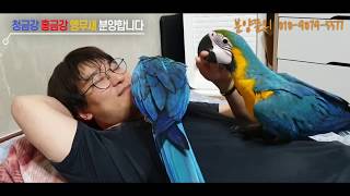 청금강/홍금강 앵무새 분양 합니다[홍금강,청금강 분양완…