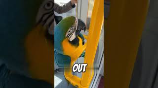 This parrot was trashed for an…