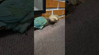 #시선부담#코뉴어#찍지마라#냅둬좀