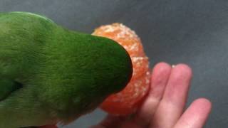귤 맛있게 먹는 모란앵무 lovebird MUKBANG