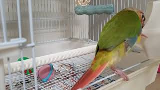 기쁨이의먹방 .코뉴어파인애플앵무새 냠냠 [쏭플라이]