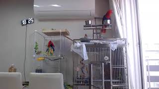 뉴기니아 루비 관찰캠  25.8.21