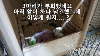 노란 머리 카이큐 카카리키 번식