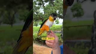 아빠는 부담스러운 뭉개씨.  #앵무새 #카이큐 #par…