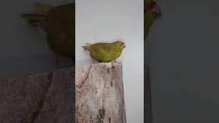 카카리키는 일반 앵무새 처럼 부리로 먹이를 찿는게 아니…