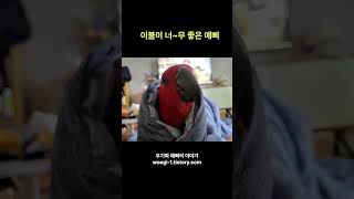 이불이 너무 좋은 예삐  #shorts #birds #parrot  #예삐 #앵무새예삐