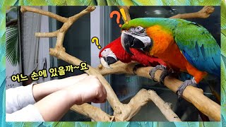 미션! 잣을 찾아라~ 앵무새는 숨겨진 잣을 찾을수 있을까요?