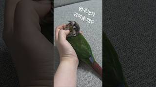 강아지같은 앵무새 장군이 #코뉴어 #앵무새 #앵집사 #반려새 #앵무새키우기 #그린칙 #옐로우사이드 #집사 #반려동물 #conure #parrot #greencheek #pets