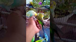 This Amazon bird toy is SO COO…