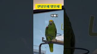 안녕쳐돌이 앵무새 #리프패럿 #앵무새 #말하는앵무새 #shorts