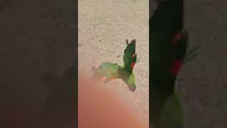 꽁패.앵무새.한스마카우.개앵이 뽀미.. 2024.4.9