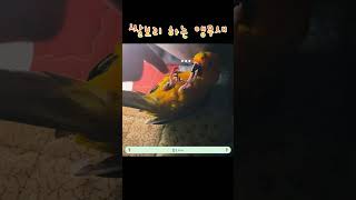 쌀보리 하는 앵무새 #썬코뉴어 #앵무새 #parrot …