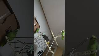 아마존앵무새 말하고 놀아주기