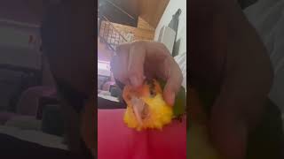 건포도 먹다가 헐레벌떡 뛰어와서 긁긁해달라고 떼쓰는 꼰…