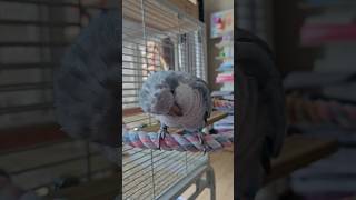 [퀘이커 앵무] 자꾸 편하게 먹으려는 | YH오빠의 뚜식이 시청 소리 #parrot #quakerparrot #사과 #까꿍이