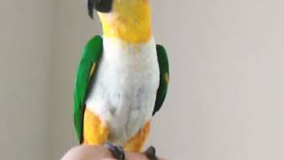 미키마우스 마치 이어 부르기 : 검은머리 카이큐 리오의 재롱 16 (잉꼬, 앵무, Caique Parrot, ズグロシロハラインコ)