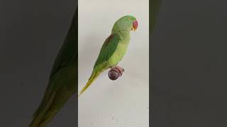 talking parot#viralvideo  #you…