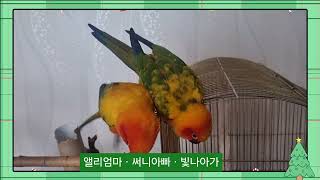 썬코뉴어 앨리 써니 빛나 가족