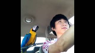 청금강 쿠악 - 드라이브