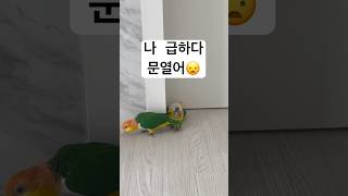 언능나와 빨리 에에에에에#parrot #birds #앵무새 #카이큐 #급똥
