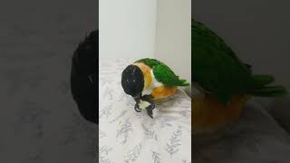 사과먹는 앵무새 | Parrot Eating Apple…