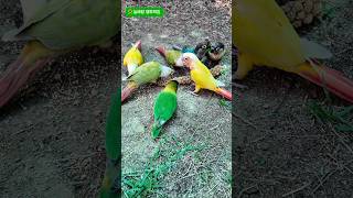 너도 나도 한입만~#앵무새 #코뉴어 #모란앵무 #귀여운앵무새 #사랑스러운앵무새 #간식#밀렛#한입만 #늘해랑