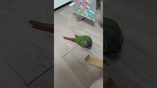 조폭( 새 깡패)이 되고 싶은 앵무새