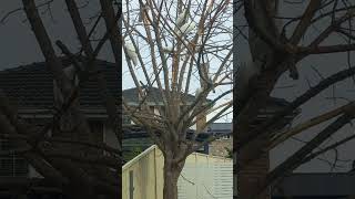 코카투들아 뭐하니? 코카투 무리의 습격?? #australia #birds #cockatoo