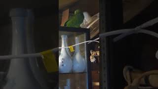 공덕동 배다리막걸리 마포총판 앵무새 24.5.5