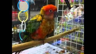 너무 졸린 썬코뉴어앵무새