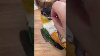 검은머리캬이큐 앵무새