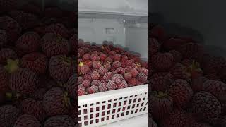 앵무새..중 아마도 가장 잘 먹을걸요 전부 직접 농사한…