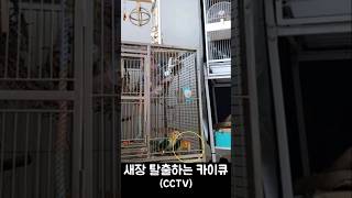 새장을 탈출한 앵무새! #카이큐 #탈출 #반려동물 #앵…